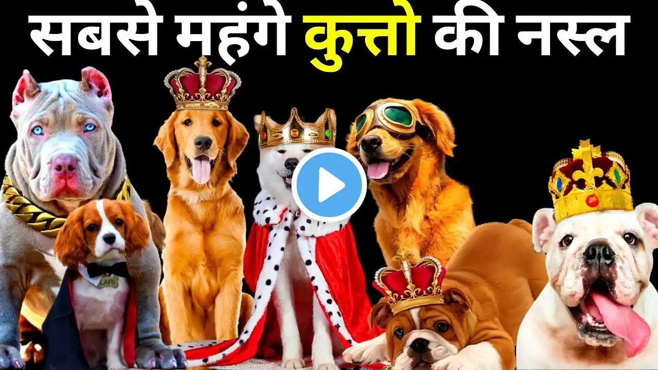 दुनिया  के सबसे महंगे कुत्तो की नस्ले। Most Expensive Dog Breeds In The World I HINDI GYAAN