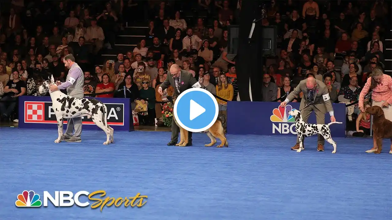 National Dog Show 2023: Best in Show (Full Judging) | NBC Sports