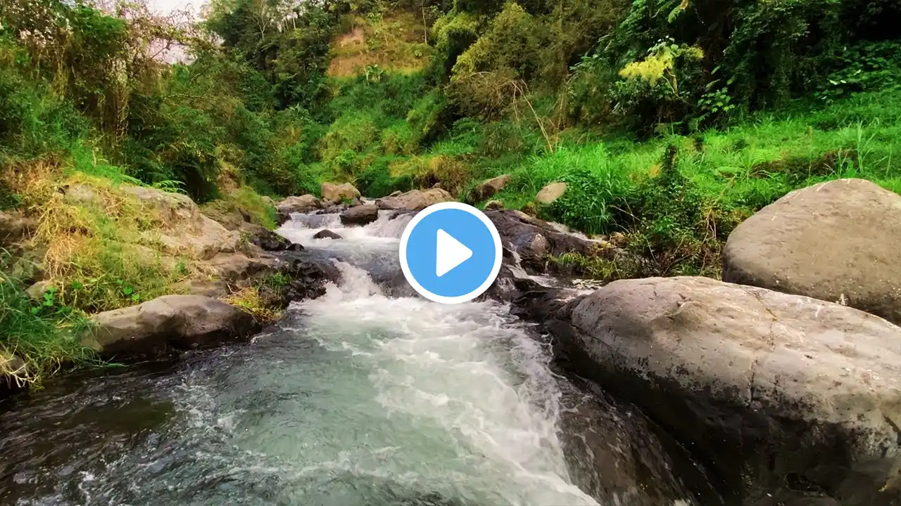 Enjoy Peaceful Stream Sounds with Rushing Water Over Rocks to Relieve Fatigue and Sleep Soundly