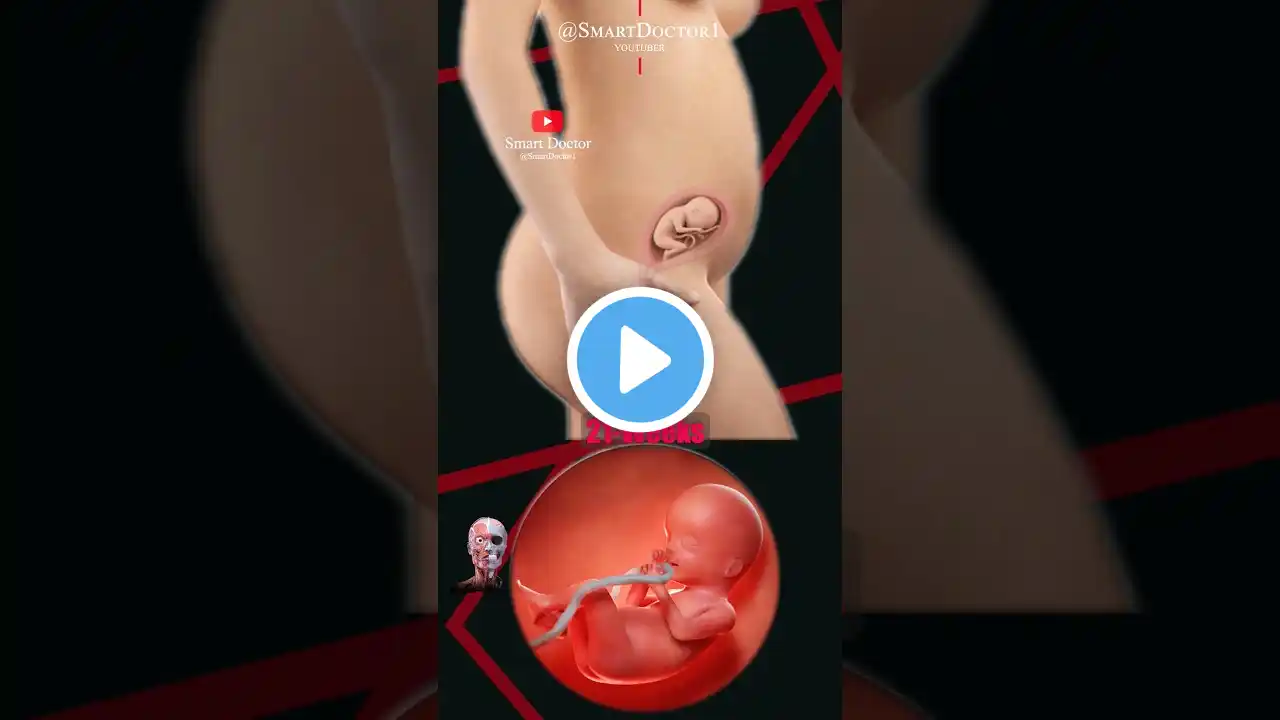 Pregnancy Week by Week 💕