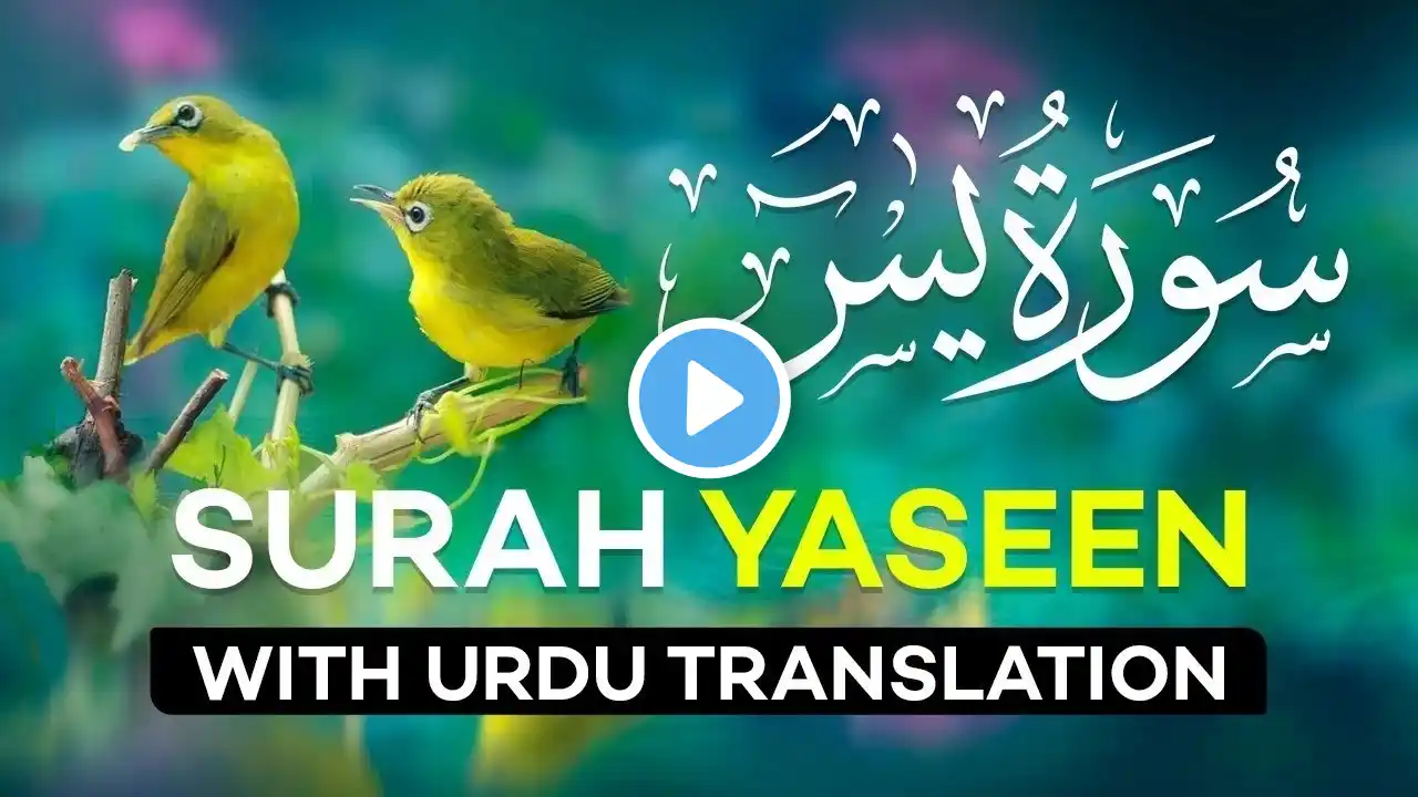 Surah Yasin ( Yaseen ) with Urdu Translation | Quran Tilawat Beautiful Voice | Hindi Tarjuma