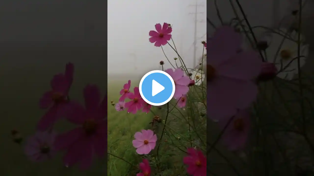 Cosmos Flowers 🌸😍#viral  #youtubeshorts #shorts #flowers