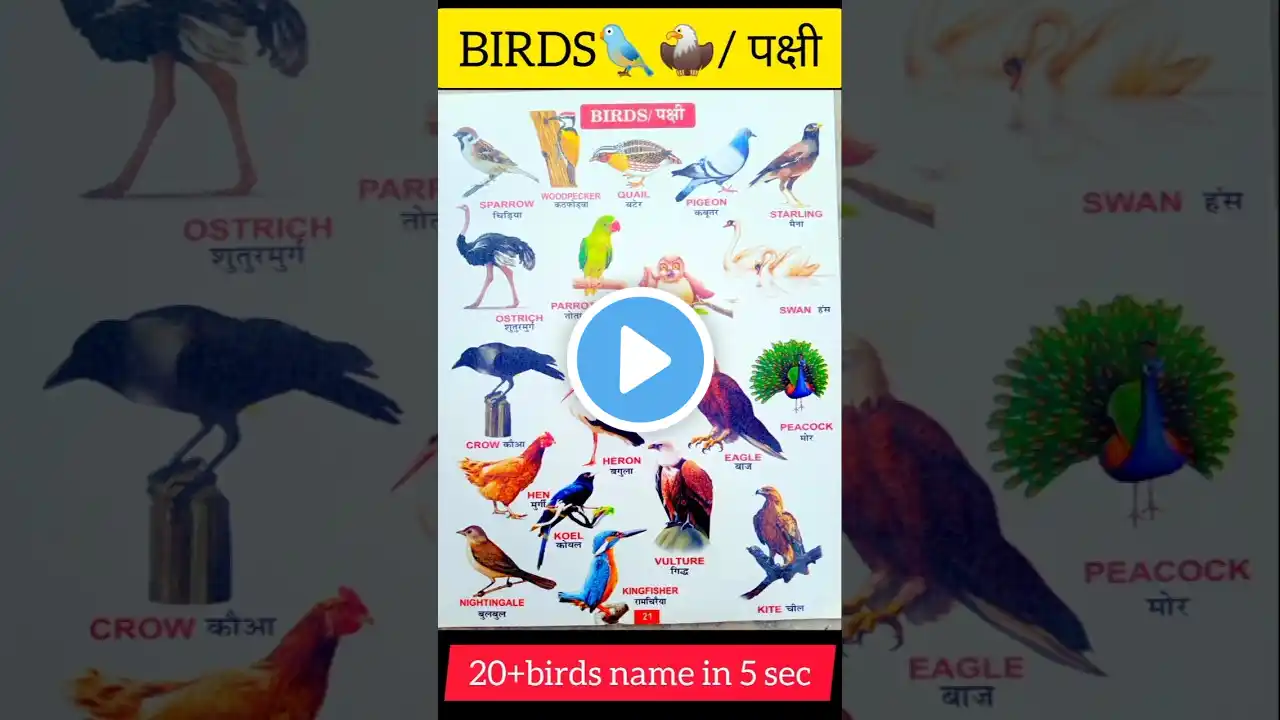 20+birds 🐦🦅 name in 5 sec #shorts #trending