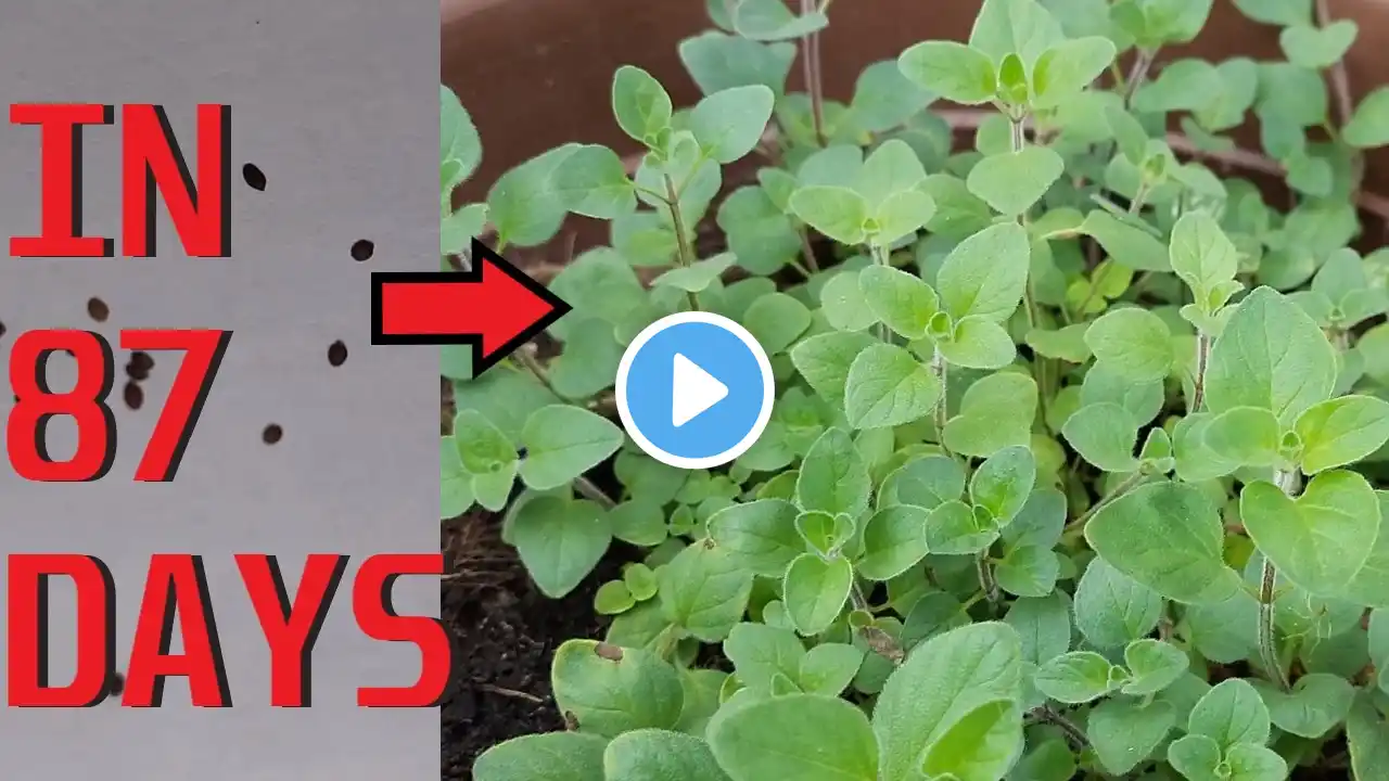 How to grow Oregano (Greek Oregano)