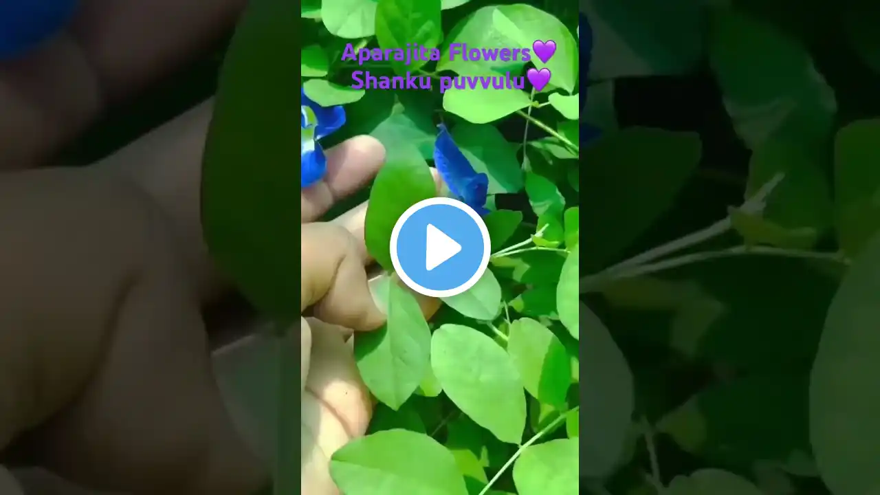 #shankupushpam #chettu#plants #machirajubhakti#astrology#shorts#ytshorts #motivational #trending#yt