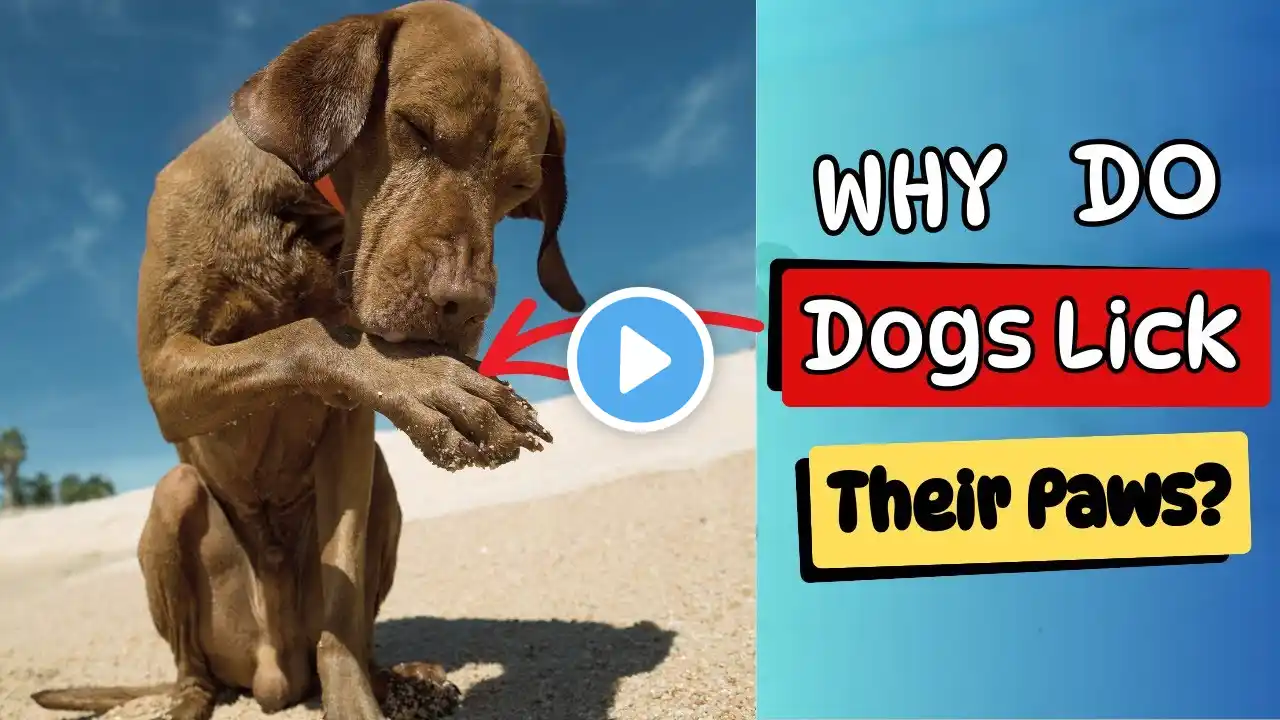 If Your Dog Licks Its Paws, Be Careful! What Might Be the Reason for This?