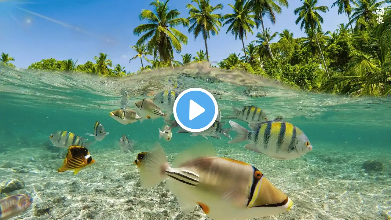 11 HOURS Stunning of 4K Underwater Wonders + Relaxing Music - Coral Reefs & Colorful Sea Life