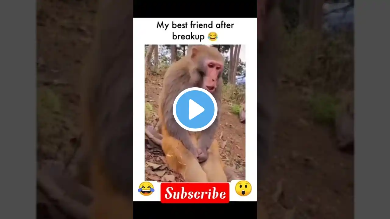 Monkey Crying 😭😂! #shorts #viral #power_of_fun #trending #whatsappstatus #shortvideo #funny