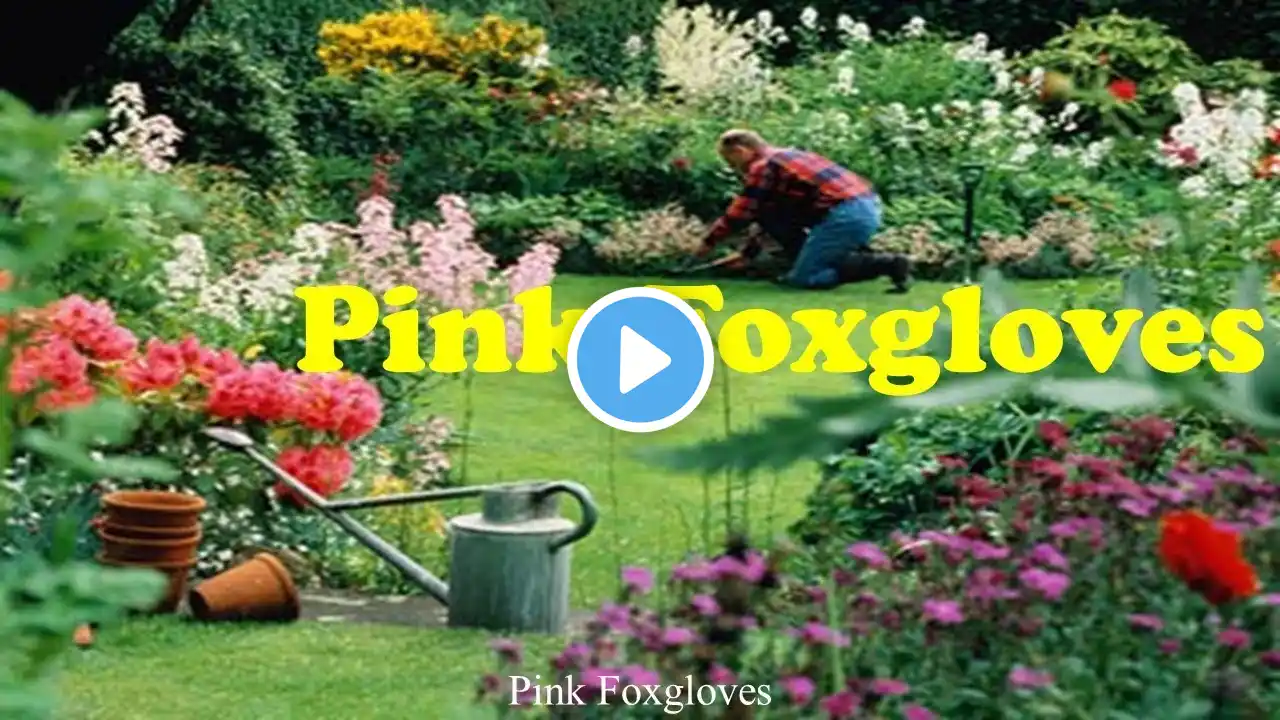 Learn English Through Story - Pink Foxgloves by Anne Douglas Sedgwick