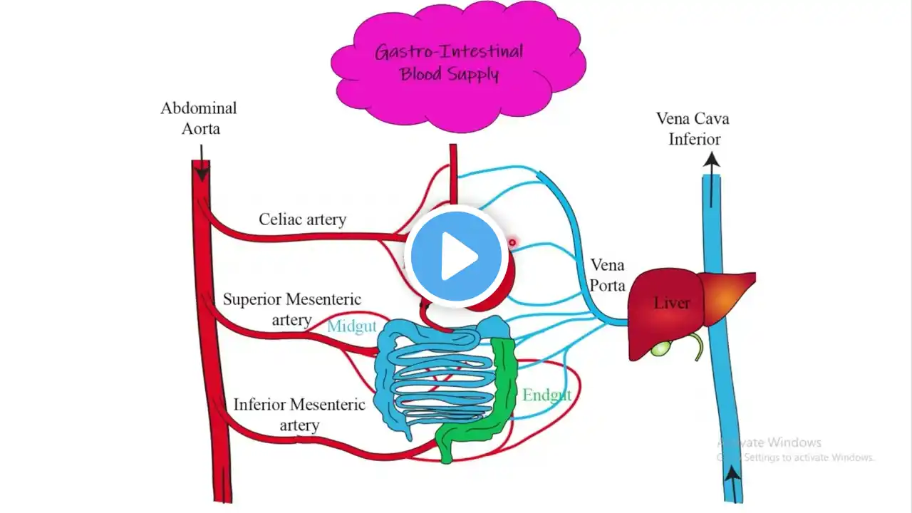 Gastro-Intestinal blood supply. Chapter 63 (part 7). Guyton and Hall Physiology.