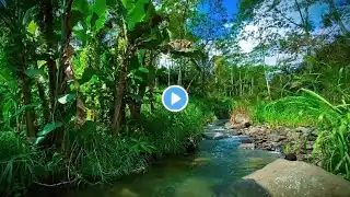 Mountain Stream in Green Forest. Nature Sounds, Flowing River Stream, White Noise 10 hours to Sleep