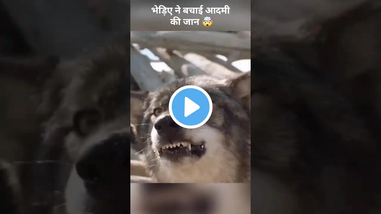 भेड़िए ने बचाईआदमी की जान 😱#shortsfeed #shorts #ytshorts #facts #viralvideo #movie