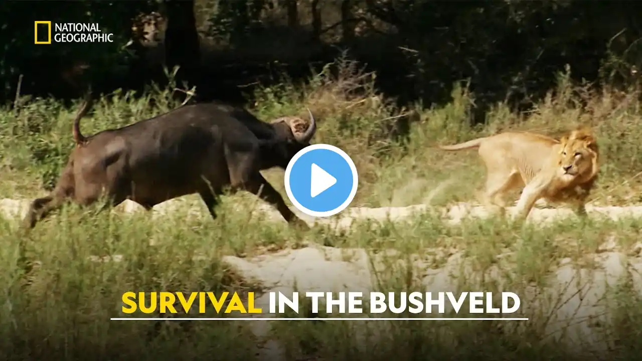 Savage Bushveld | Africa’s Deadly Kingdoms | हिंदी | S1 - E6 | Nat Geo Wild