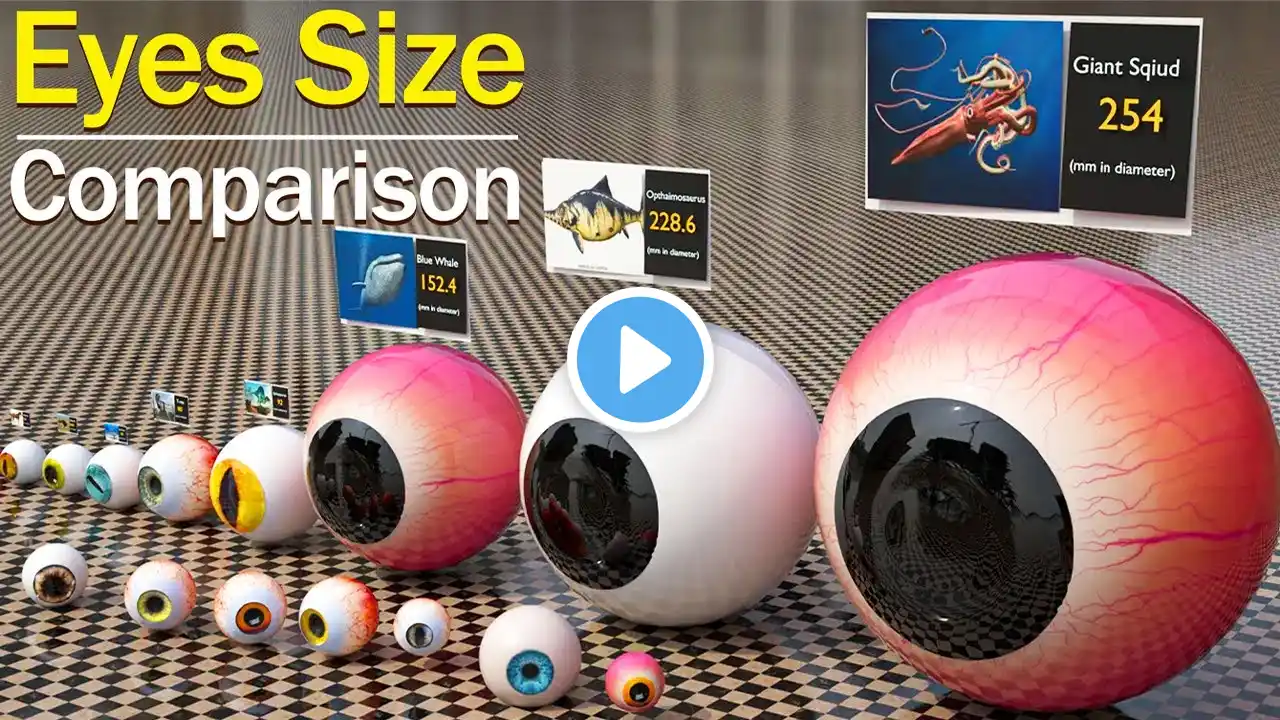 Animal, Dinosaur, and Sea Monster Eyeballs 3D Size Comparison