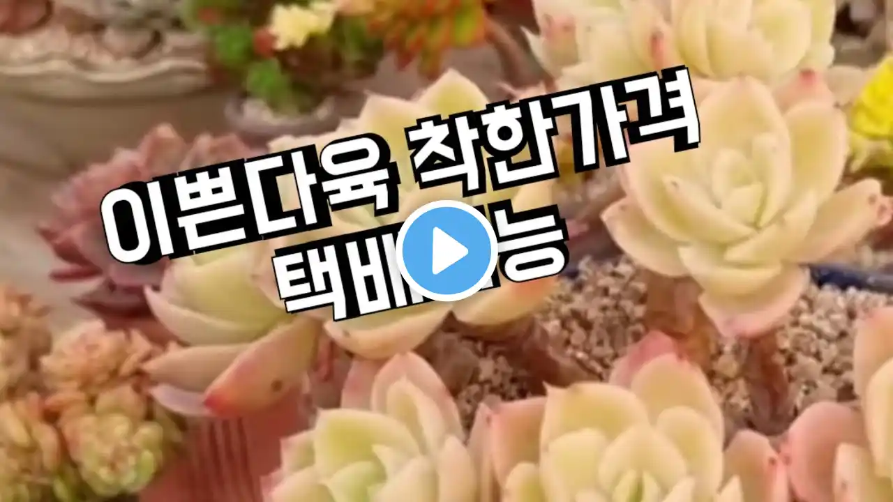 2023년 9월 1일(다육식물) 이천하은다육농장 군생다육 신상다육 이쁜다육 착한가격 택배가능