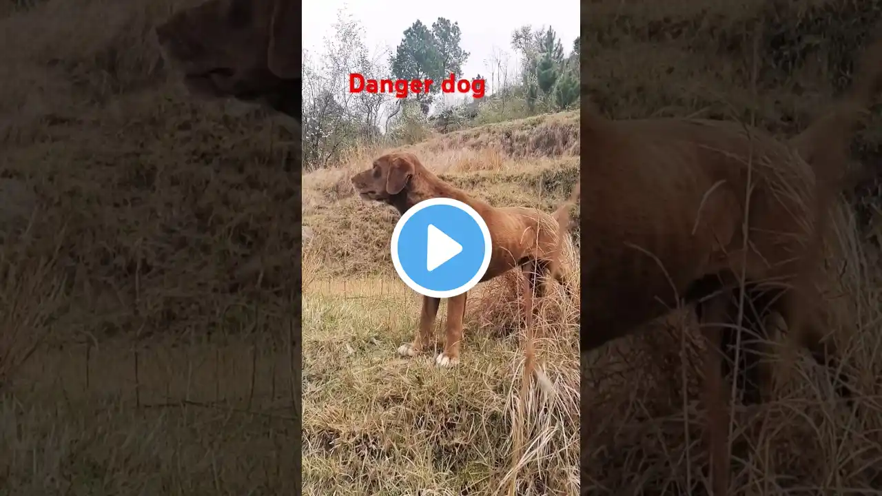 5 Most deadliest and dangerous dog breeds in the world π₯π #shorts #dog #dangerous shakri