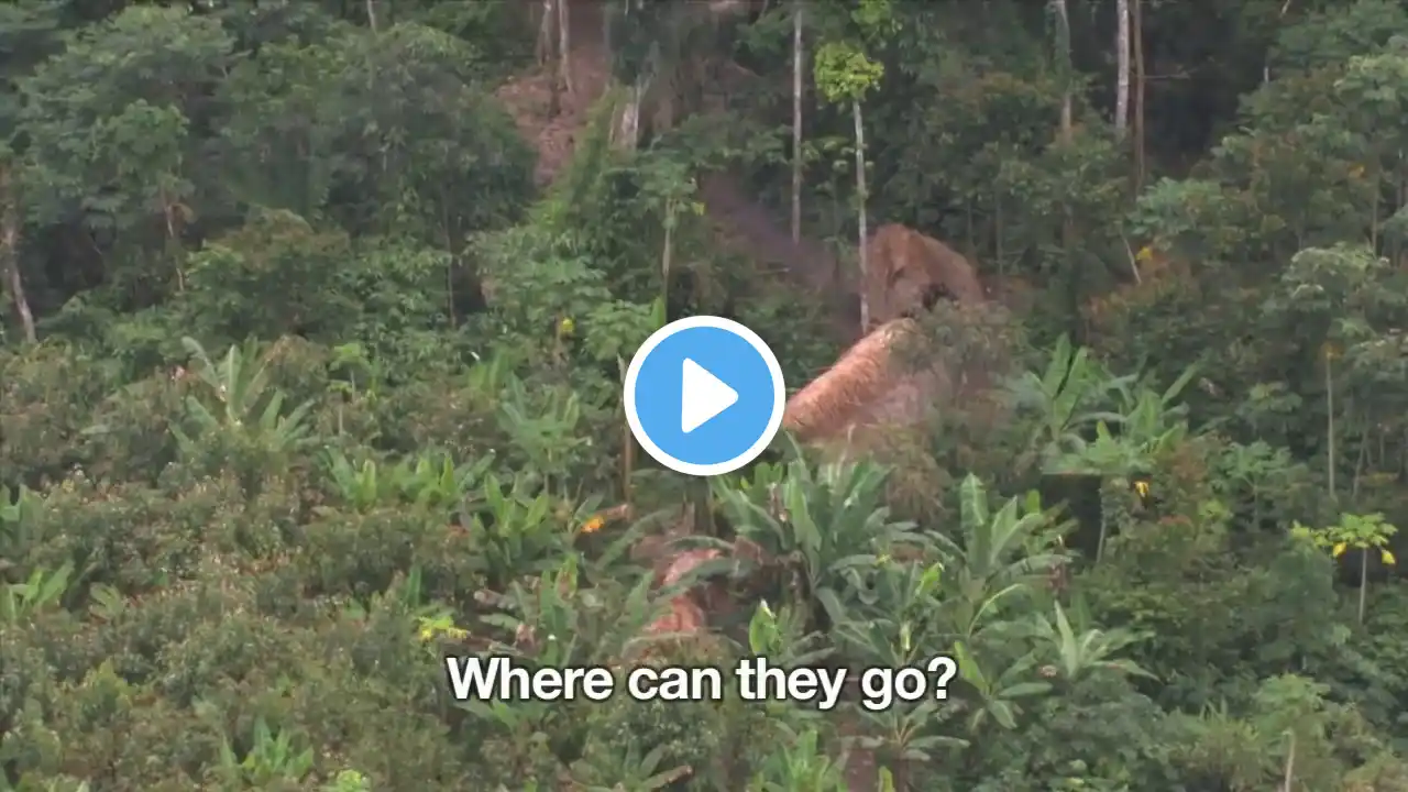 Uncontacted Amazon Tribe  First ever aerial footage