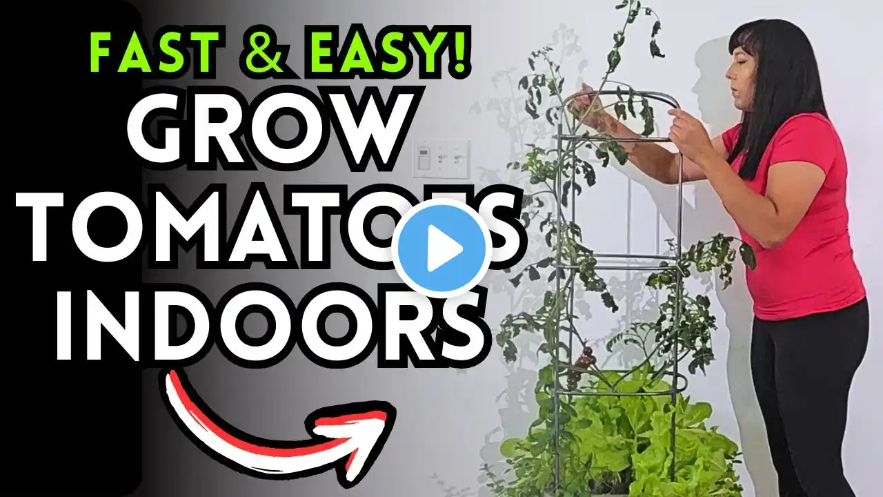 How to Grow Cherry Tomatoes Indoors: Easy Steps with Vego Garden Self-Watering Tomato Planter