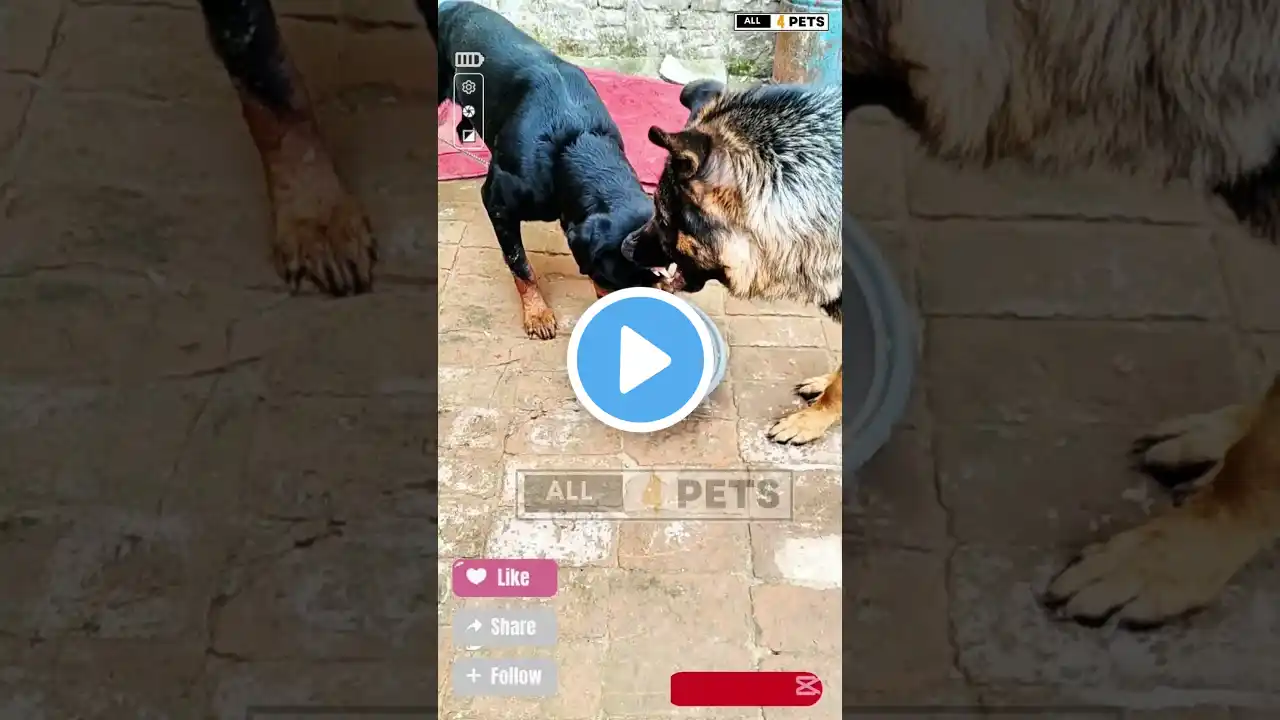 Rottweiler Dog Snatches German Shepherd's Food #youtubeshorts #shorts #rottweiler