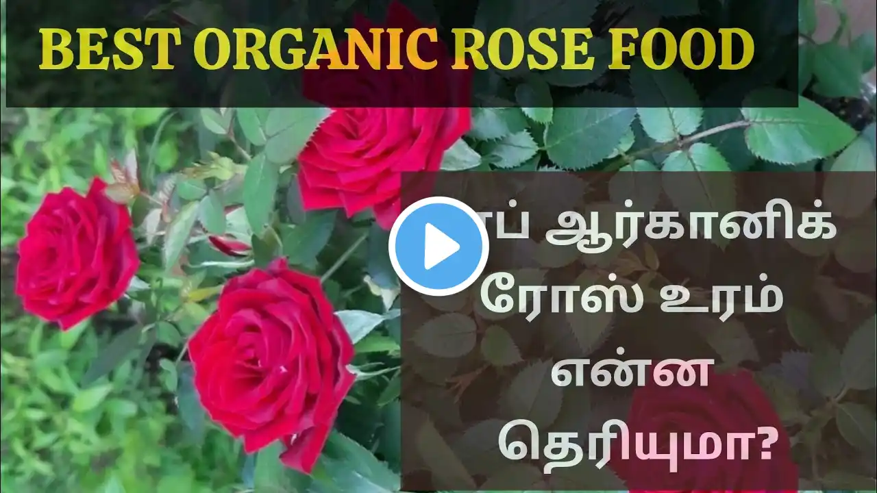 (ரோஜாவுக்கு சிறந்த உரங்கள் ) Best organic fertilizer for Roses,Top organic Rose Food in Tamil.