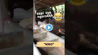 Sapi lucu ngorok 😅 kompilasi hewan sapi jumbo milik setia farm