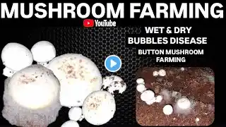 Mushroom farming business in India | Wet & Dry Bubbles mushroom grow in bags | Mushroom farming tips