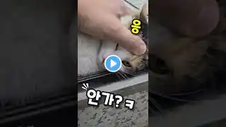 길고양이 길들이기2 #Shorts