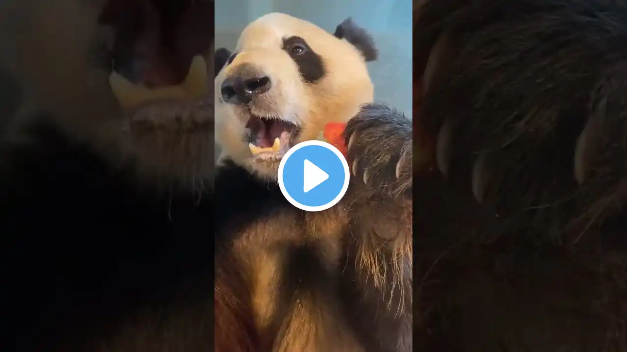 Adorable Panda Moments 🐼✨ #panda #shorts #youtubeshorts #pets #shortsfeed #animals #ytshorts