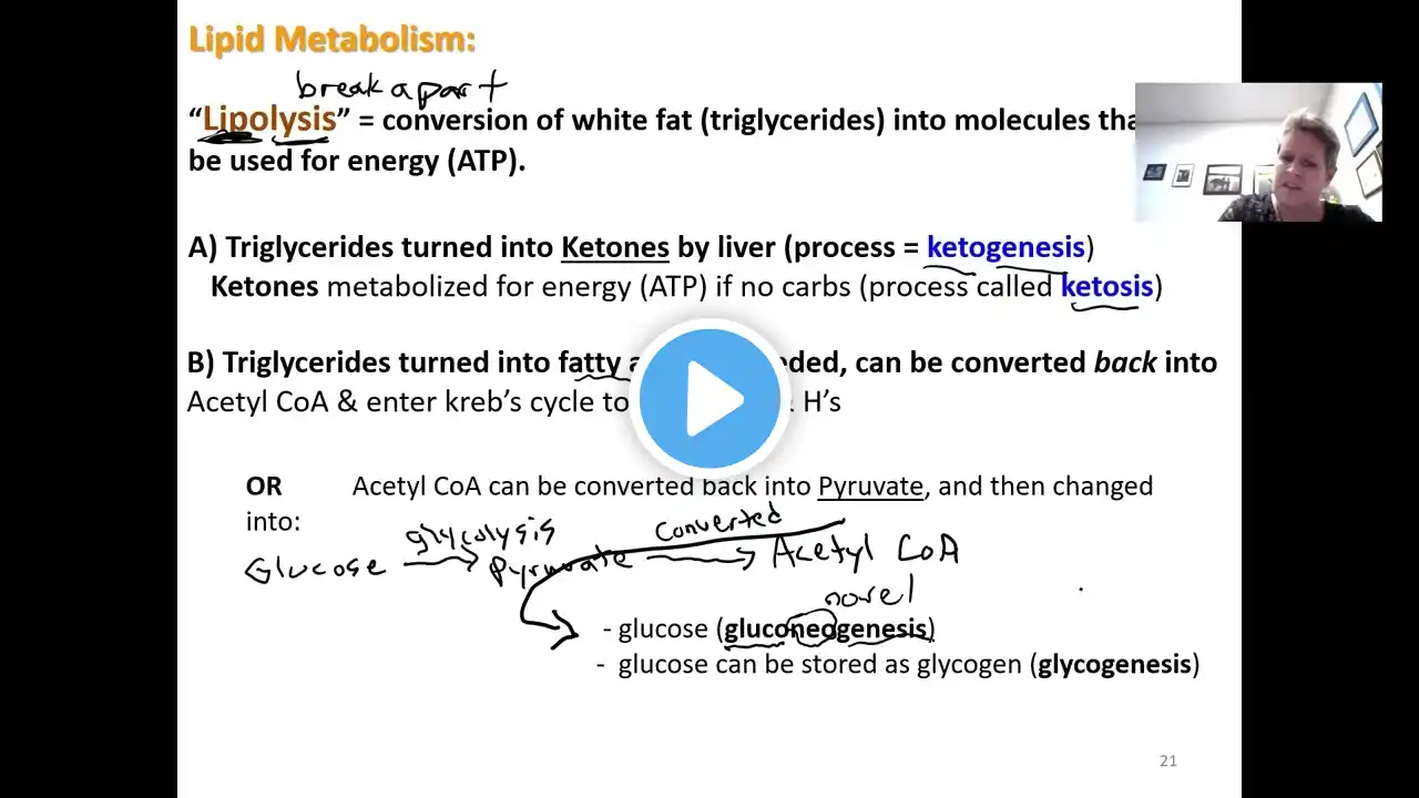 Human Physiology Lecture for Fri (1/21/22)