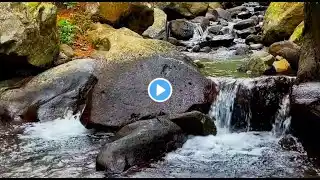 Peaceful River Flowing Sound | Gentle River, Relaxing Nature Sounds | White Noise for Sleep L1