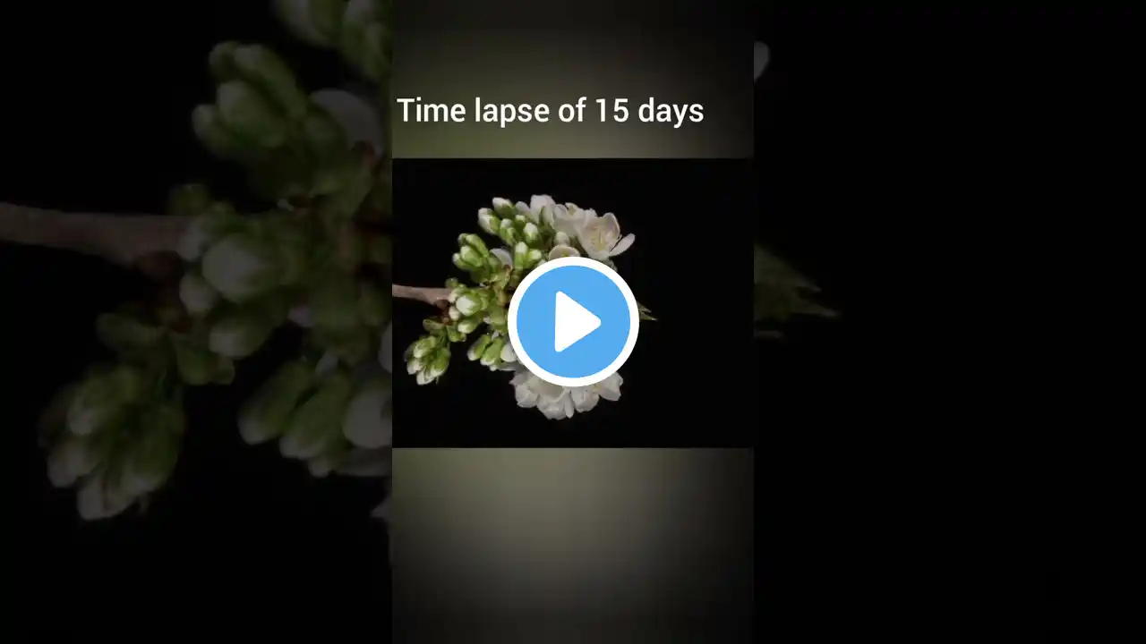 15 Days of Blooming in Seconds. #flowers#beauty#timelapses#beautiful