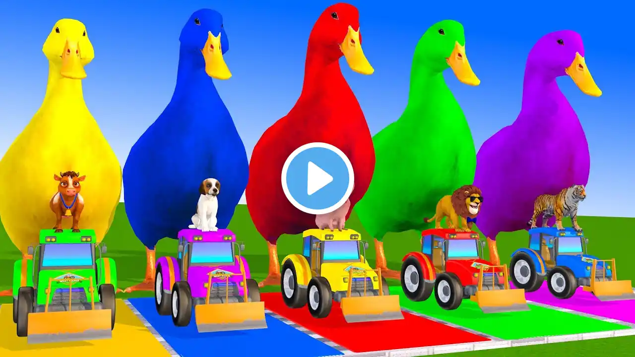 5 Giant Duck Cartoon,Cow,Dog,Tiger,Lion,Pig,Dinosaur Paint Wild Animals Crossing Fountain Animation