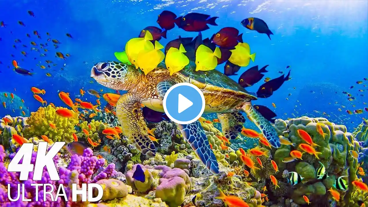 The Colors of the Ocean 4K ULTRA HD - The Best 4K Sea Animals for Relaxation & Calming Music