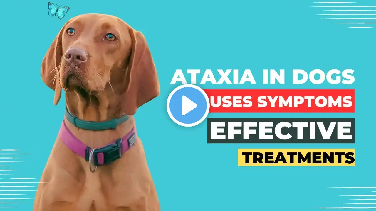 Ataxia in Dogs: Causes, Symptoms, and Effective Treatments