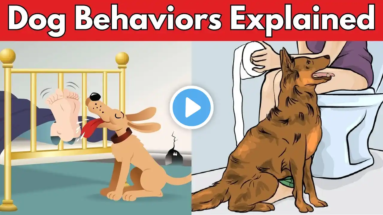 Why Dogs Follow You Everywhere and 9 Other Dog Behaviors Explained