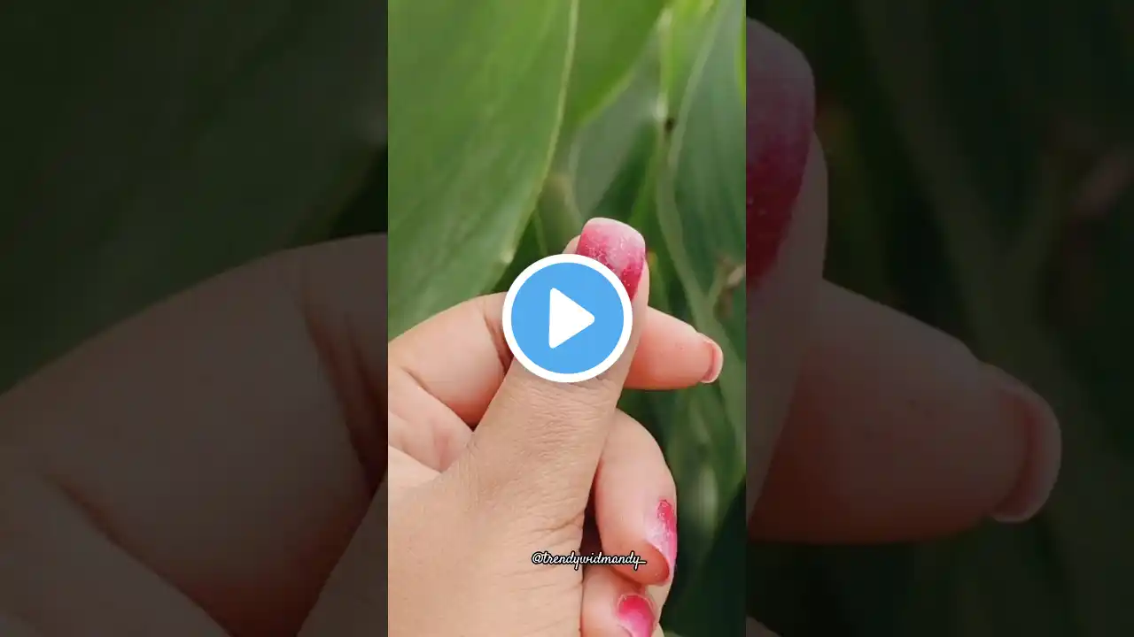 Ombre nails with sponge 💅🧽 #nailart #nailart2023 #youtubeshorts