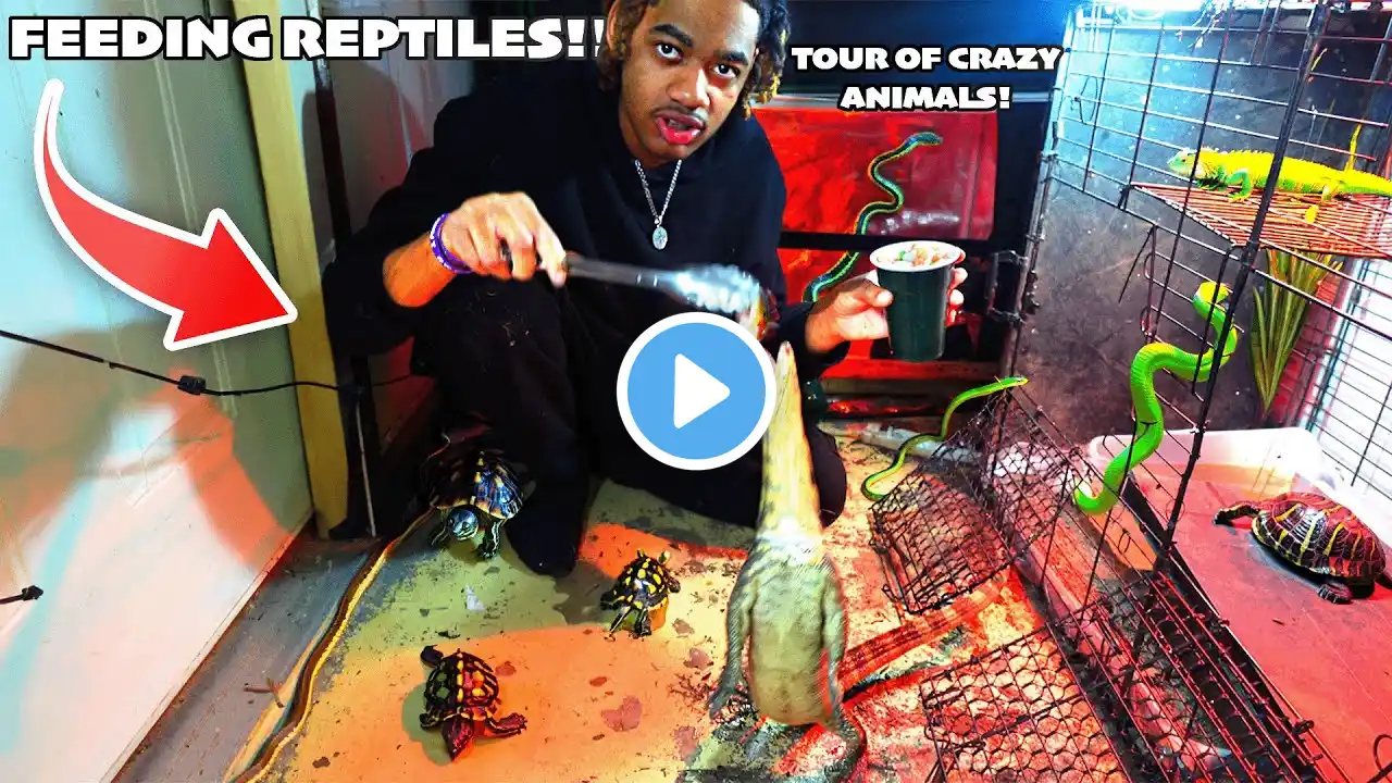 CRAZY REPTILE FEEDING + FULL ZOO TOUR!! | WILDA