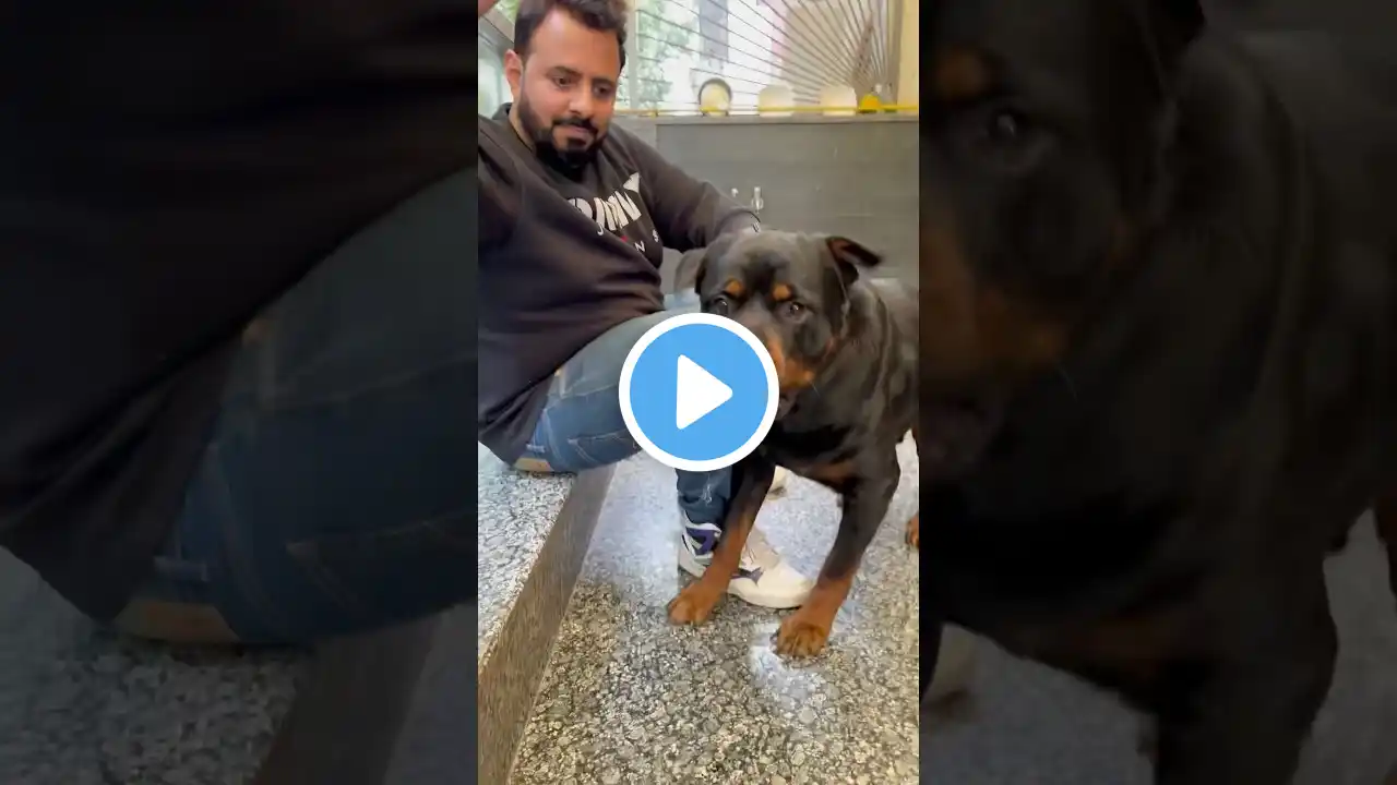 Rottweiler Bubzee Meri Wife Ka Murder Kar Deva #shorts #dogs #rottweiler #youtubeshorts #namitaology