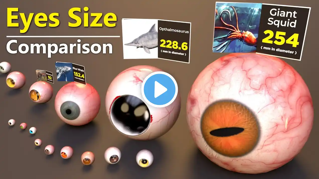 Eye Size Comparison | Monster Eyes size comparison