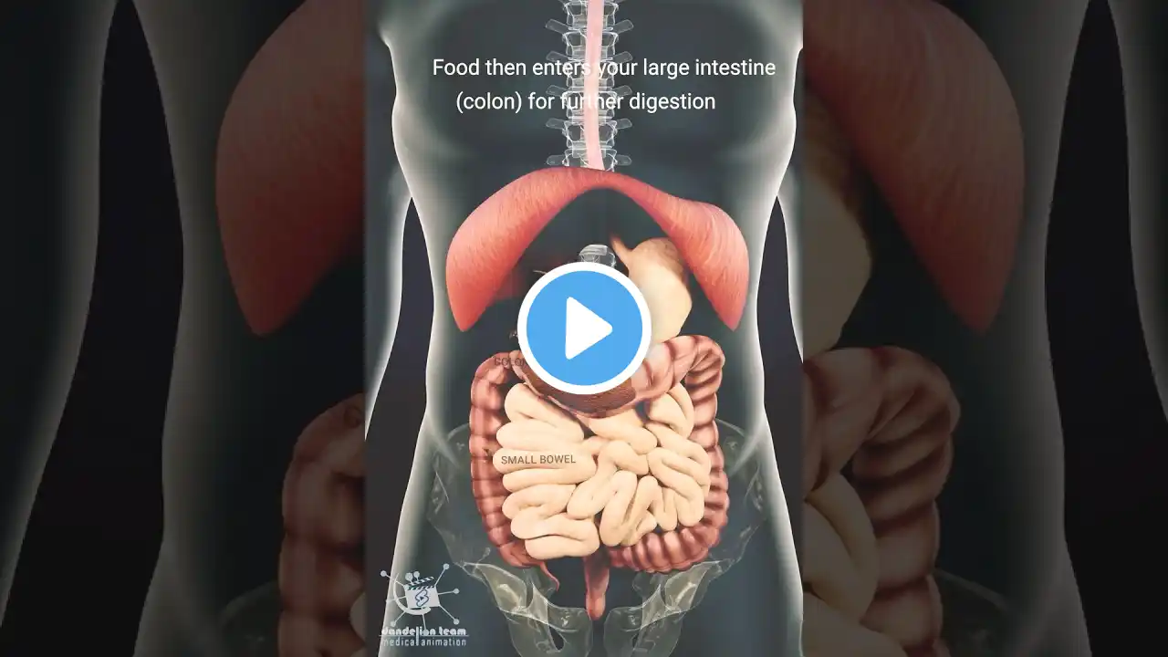 How long does it take for the body to digest food?DMA