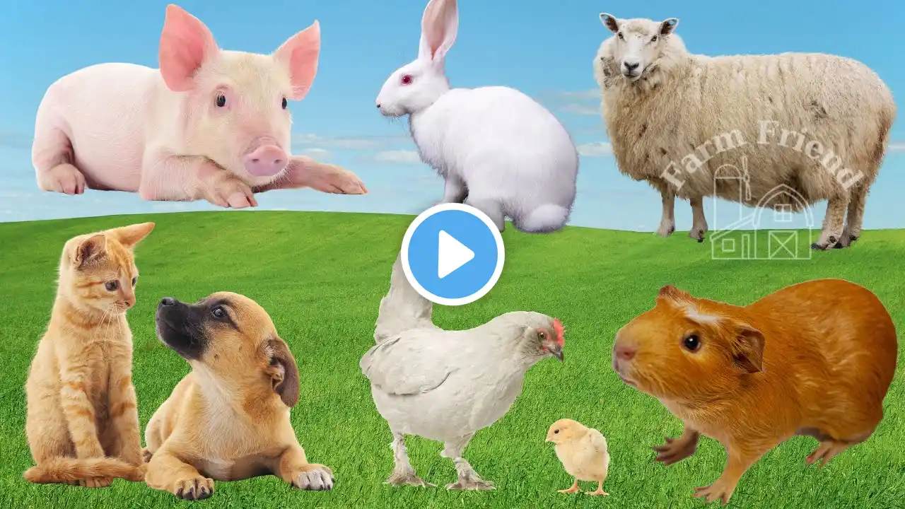 Friendly Farm Animals: Pig, Rabbit, Sheep, Dog, Cat, Hen - Farm Animal Sounds