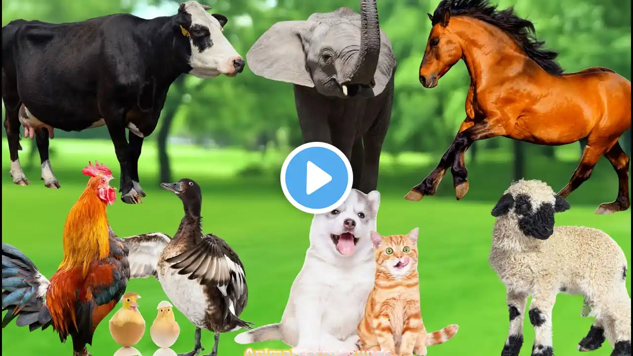 Soothing Animal Sounds: Dog, Cat, Sheep, Chicken, Goose, Horse, Elephant, Cow - Animal Sounds