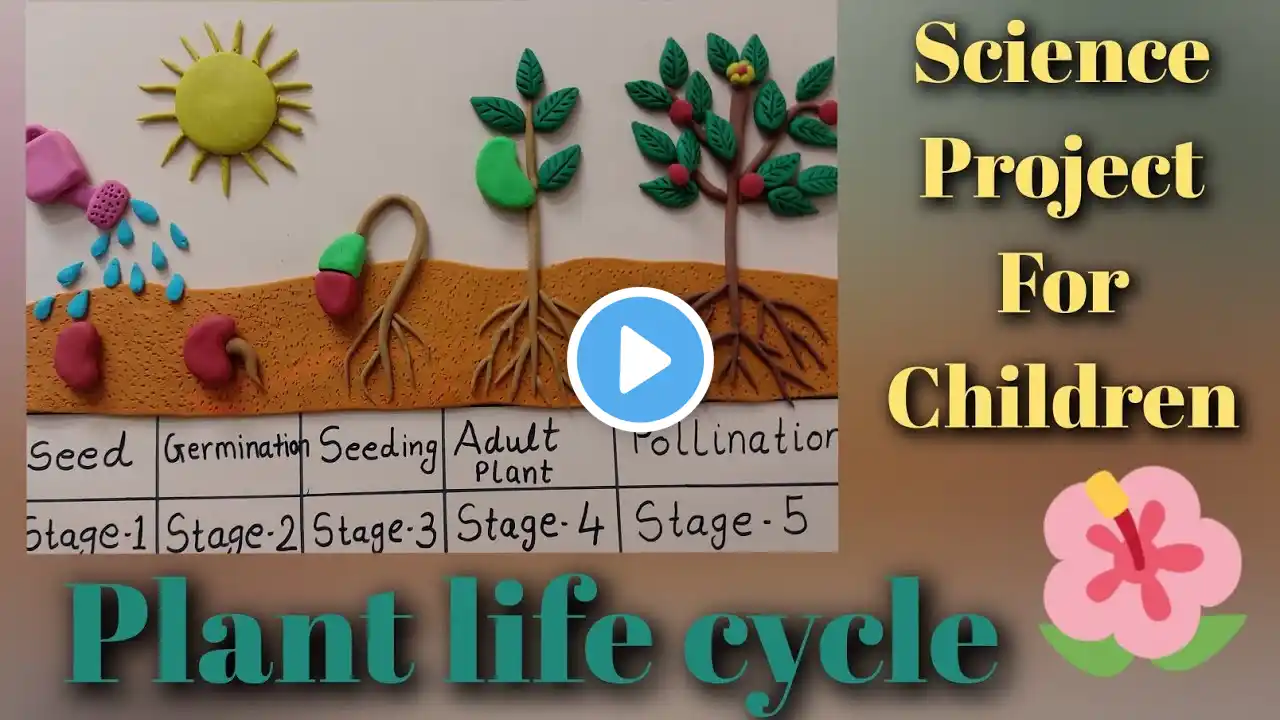 Plant life cycle || plant life cycle project