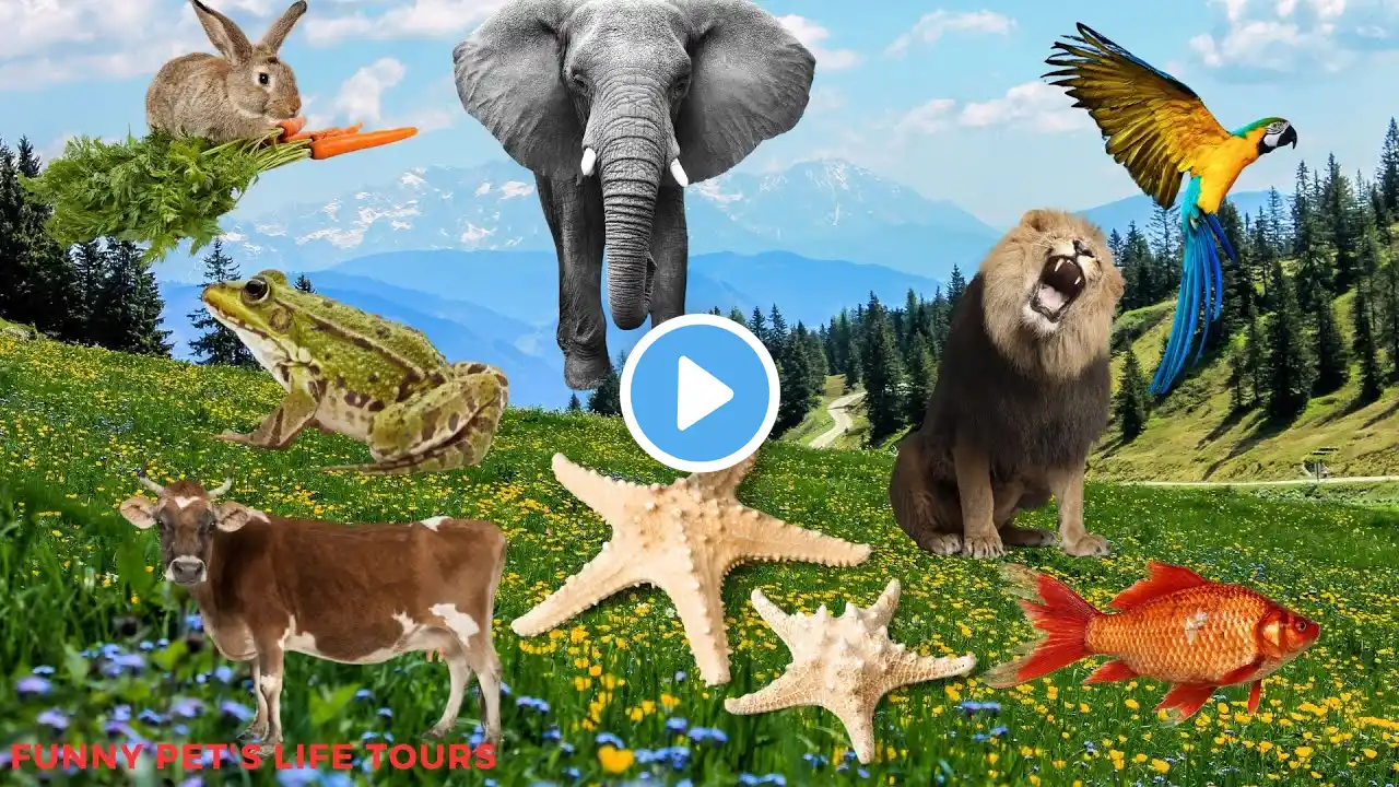 Funny animal sounds: Elephant, cow, chicken, horse, duck, dog, cat - Cute little animals: fox, frog