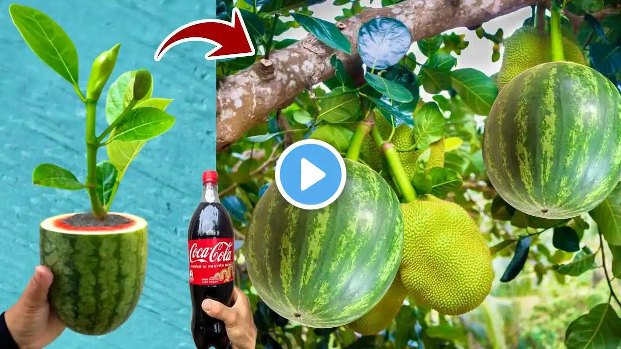 An easy way to propagating  jackfruit with watermelon is 100% effective using Coca-Cola