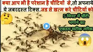 आप भी है परेशान है चीटियों से,तो अपनाये ये जबरदस्त ट्रिक्स How to Get Rid of Ants Fast Naturally