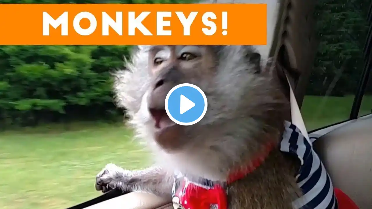 Monkeying Around: Hilarious and cute monkey videos that will make your day!