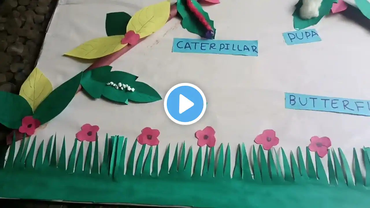 life cycle of Butterfly 🦋🦋  Kids Science project 1st standard kids Chaitanya School Khushi Sharma