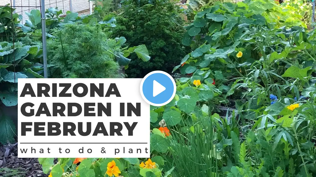 ARIZONA GARDEN in FEBRUARY: What TO DO & PLANT