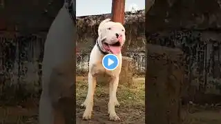 Most dangerous pitbull dog || pitbull dog|| pitbull dogs|| dogs|| #pitbull #pitbulldog #dogs #dog